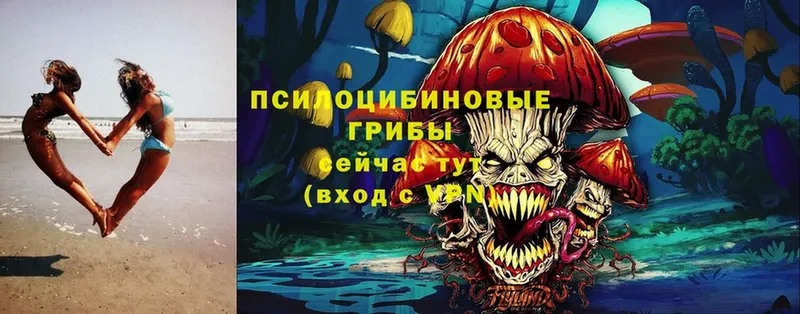 Псилоцибиновые грибы прущие грибы  мега ONION  Приволжск 